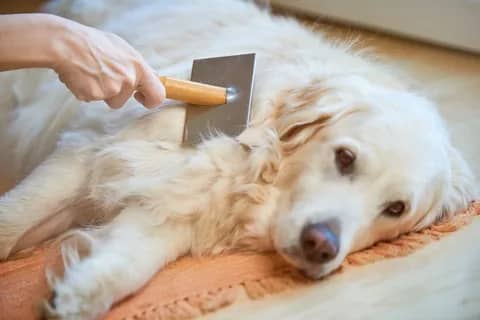 dog shedding