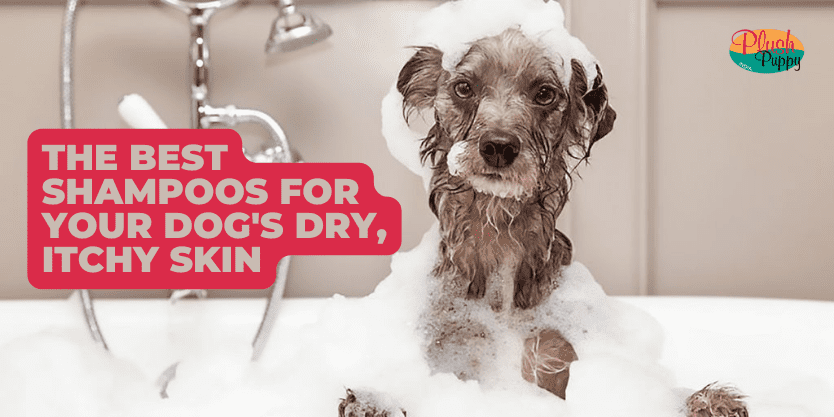 shampoo-for-dogs-any-puppies-